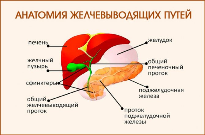 Анатомия желчевыводящих путей