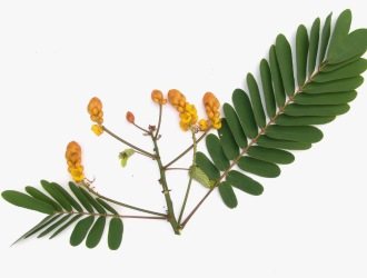 Листья сенны: пить на ночь отвар с сенны