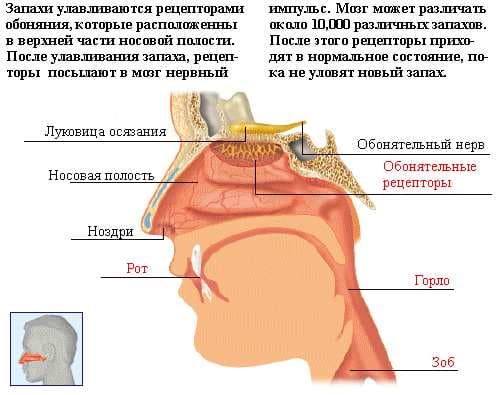 Механизм обонятельных реакций