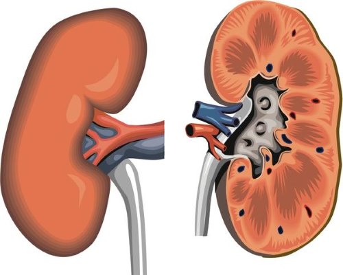 Мочеполовая система