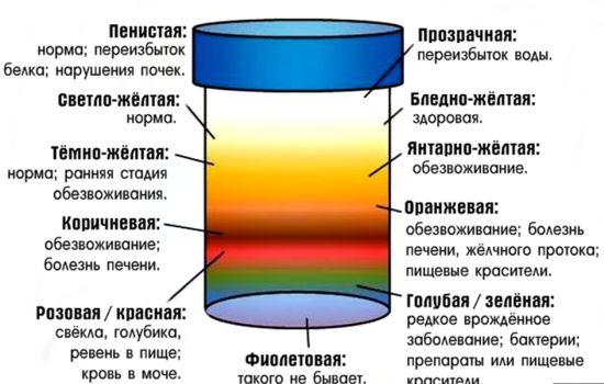 Нормальный цвет мочи у здорового человека и причины его изменений