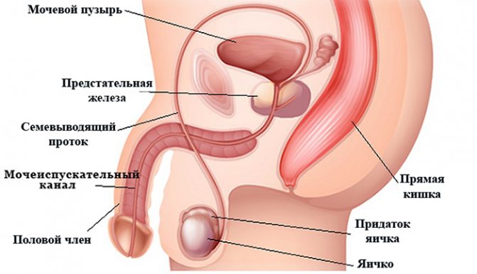 Половая система