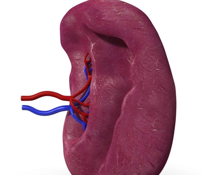 Селезенка у детей