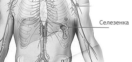 симптомы увеличения селезенки