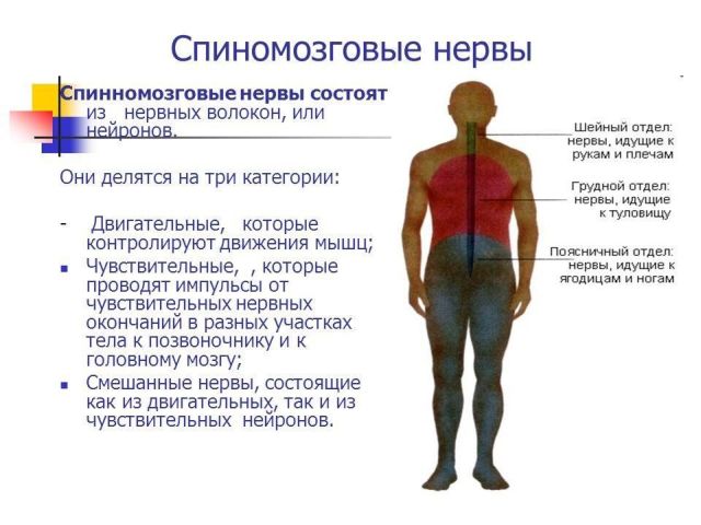 спинномозговые нервы